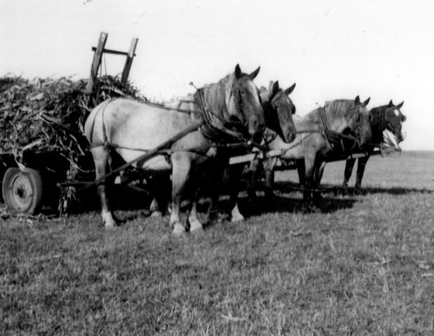 Watson Farm 2 teams of horses hooked to wagons